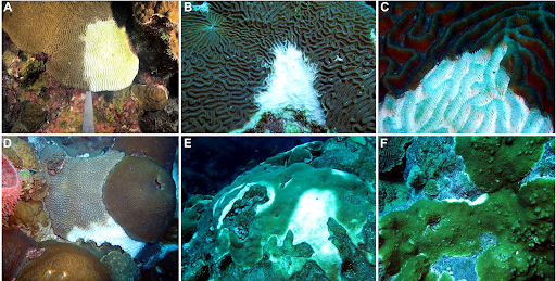 Six images labeled with the letters A through F. These six images depict different corals with white markings on them. These white marks are likely from disease or from predators.