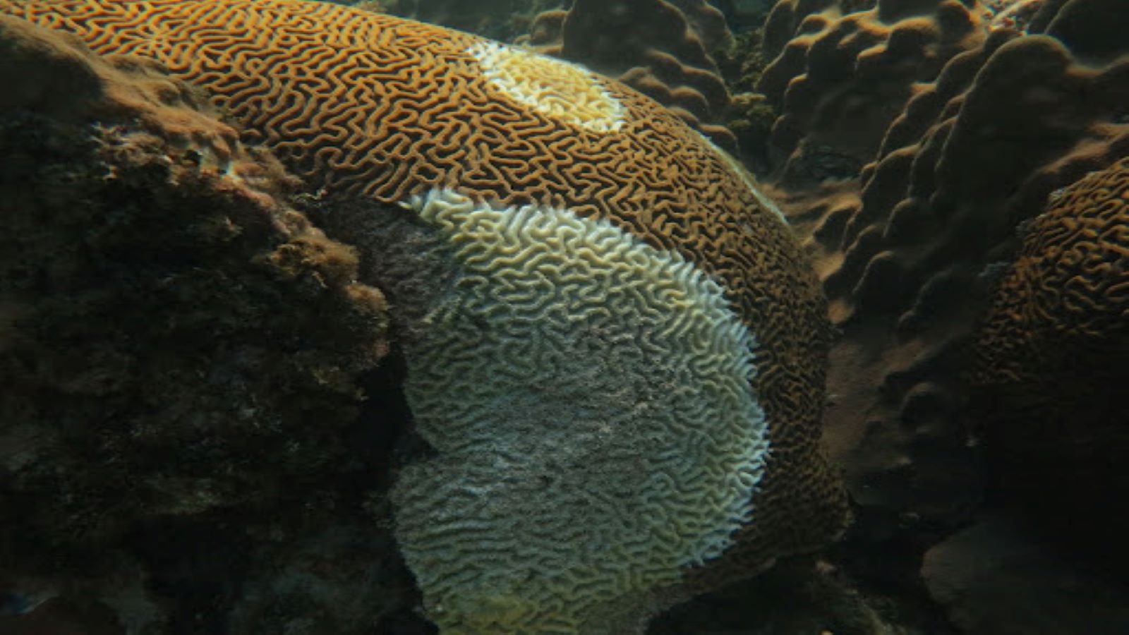 An orange brain coral with white discoloration are lesions caused by stony coral tissue loss disease (SCTLD). The brown coloration is indicative of unaffected areas on the diseased colony. SCTLD is a deadly coral disease that is destroying reefs across Florida and the Caribbean.