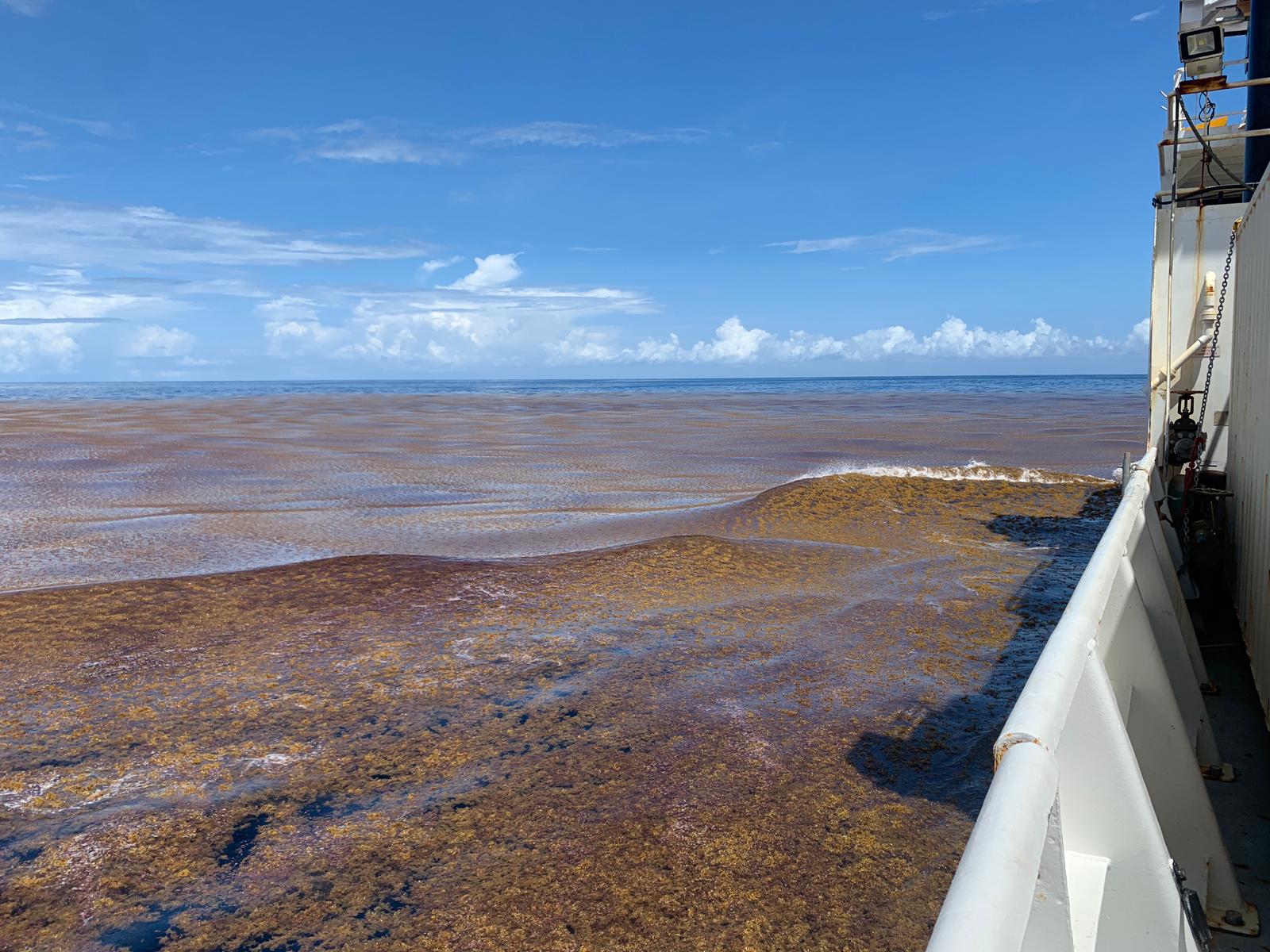 Sargassum patch. GO- SHIP cruise 2023