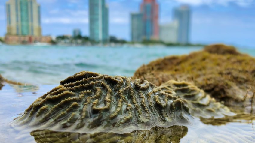 Una colonia de coral cerebro (Pseudodiplora clivosa) muestra una notable resistencia en la zona intermareal de una costa artificial en el Puerto de Miami, con el horizonte del centro de Miami al fondo.