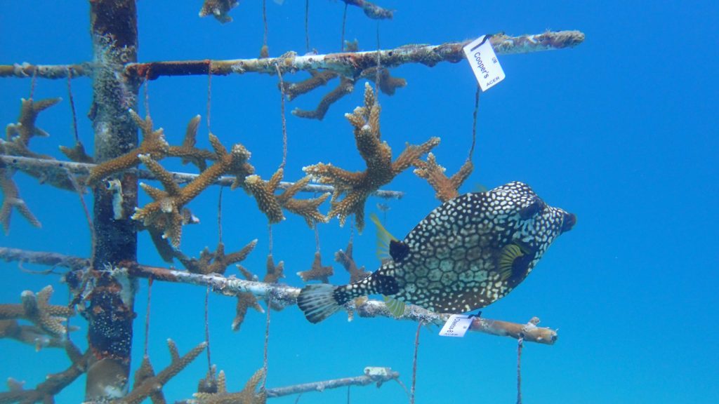 Coral pieces dangle from an underwater coral nursery tree like clothes on a clothesline with beautiful blue water in the background.