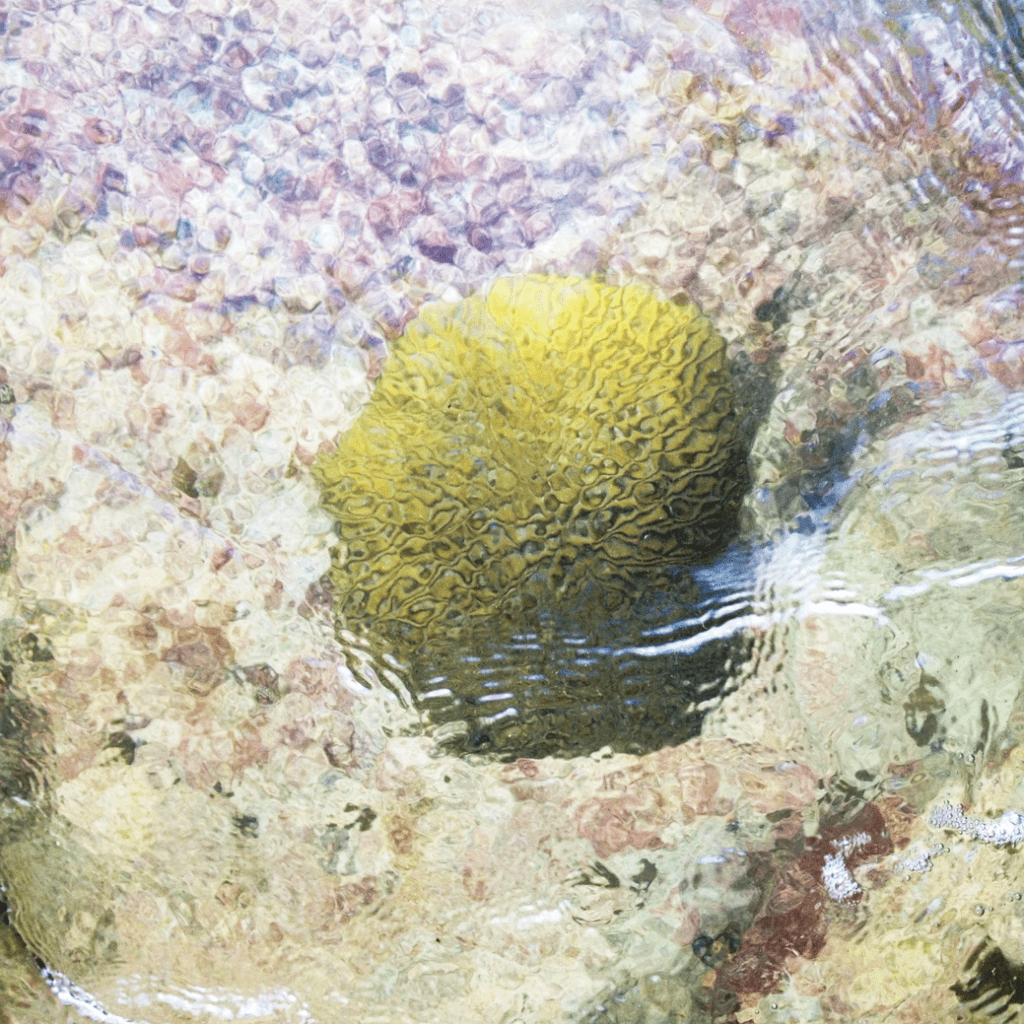 Square color image of a yellow brain coral (Diploria labyrinthiformis) beneath the surface of the water centered and viewed from above. 
