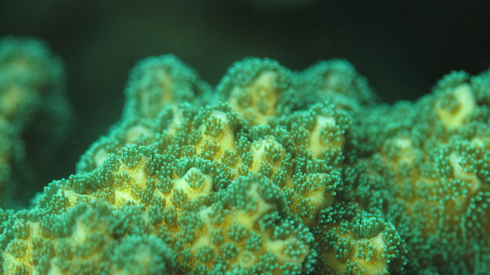 Primer plano de un coral Pocillopora del Pacífico oriental tropical. Fotografía: Ana Palacio-Castro.