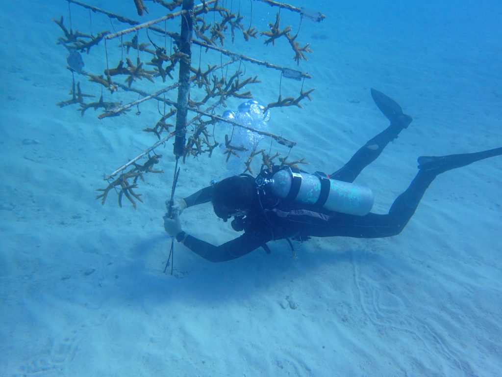 A scuba diver hovers over the sandy seafloor, adjusting the coral tree device