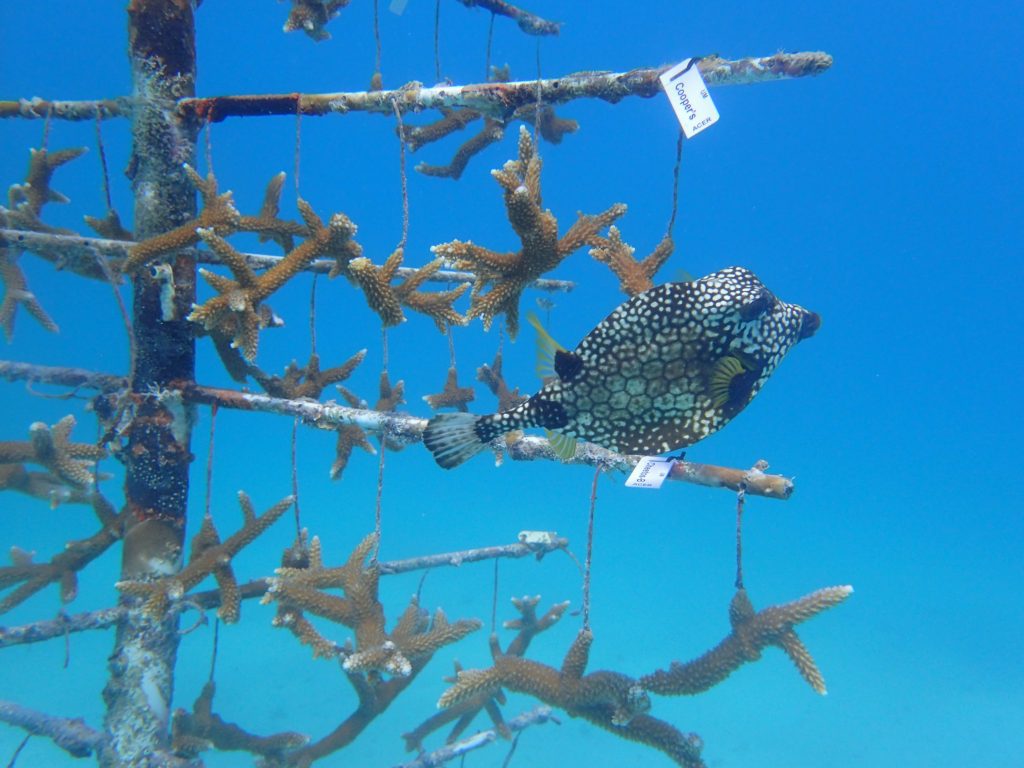 Pieces of brown staghorn coral dangle from a structure that resembles a clothesline. A black and white spotted fish swims in front of the corals.