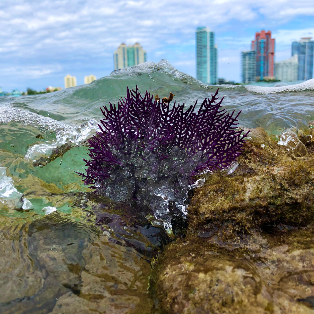 Square color image of a purple fan coral (Gorgonia ventalina) partially submerged in seawater as a small wave breaks over it. In the background is the Miami skyline with white moderate cloud cover over blue sky. A small wave is breaking through the fan coral and rocky substrate with algae is visible in the bottom third of the frame. Image used to highlight the resilience of these species in an urban and largely disrupted ecosystem.