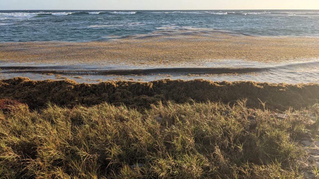 A pile of Sargassum on a beach in St. Croix in the U.S. Virgin Islands looks like a second dune. Photo by Flickr user pinelife, taken on March 11, 2021. Used under a Creative Commons license.