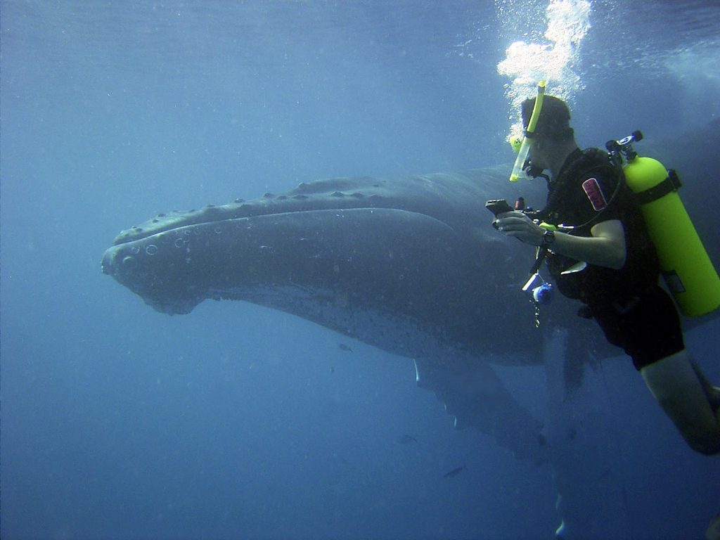 Color Photograph of a NOAA Corps Officer swimmping alongside a humpback whale. The diver and the whale are side by side facing to the left The diver is in the foreground and exhales a cloud of bubbles, as they look towards the whale in the middleground. The diver wears a "shortie" wetsuit, vest style bouyancy control device and has a neon yellow-green tank and snorkel. A reel hangs from their vest.