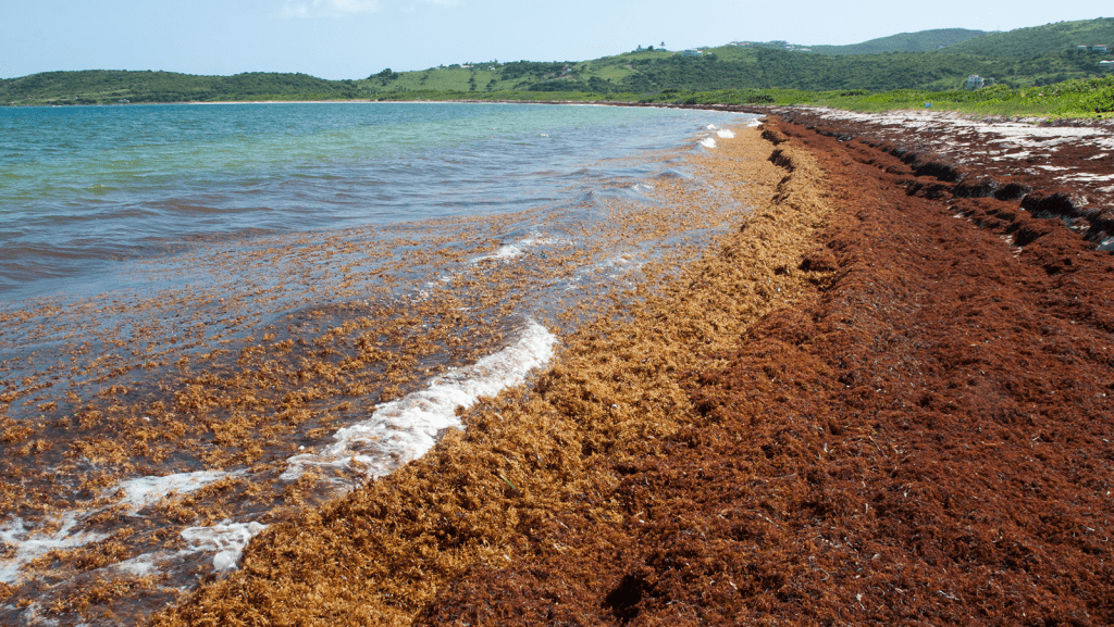 A very large amount of orange/brown seaweed (sargassum) washed up on the coastline.