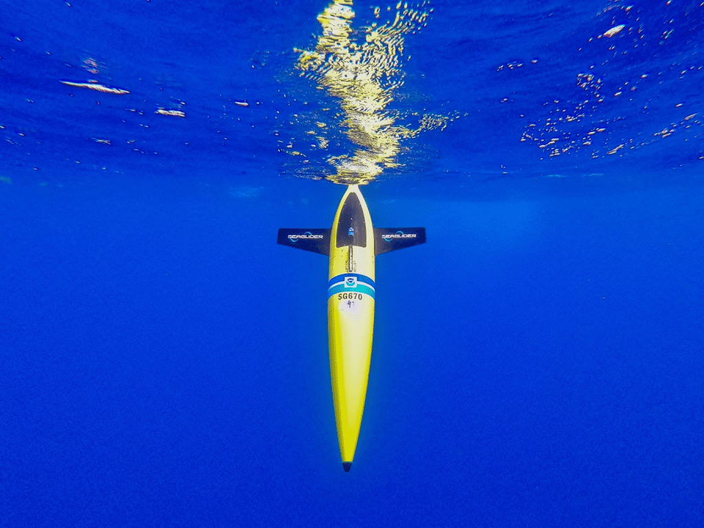 Fotografía en color de un planeador submarino amarillo desplegado en el mar Caribe. Este vehículo submarino no tripulado permite realizar mejores mediciones de la interfaz subsuperficie-superficie, lo que mejora la precisión de las previsiones