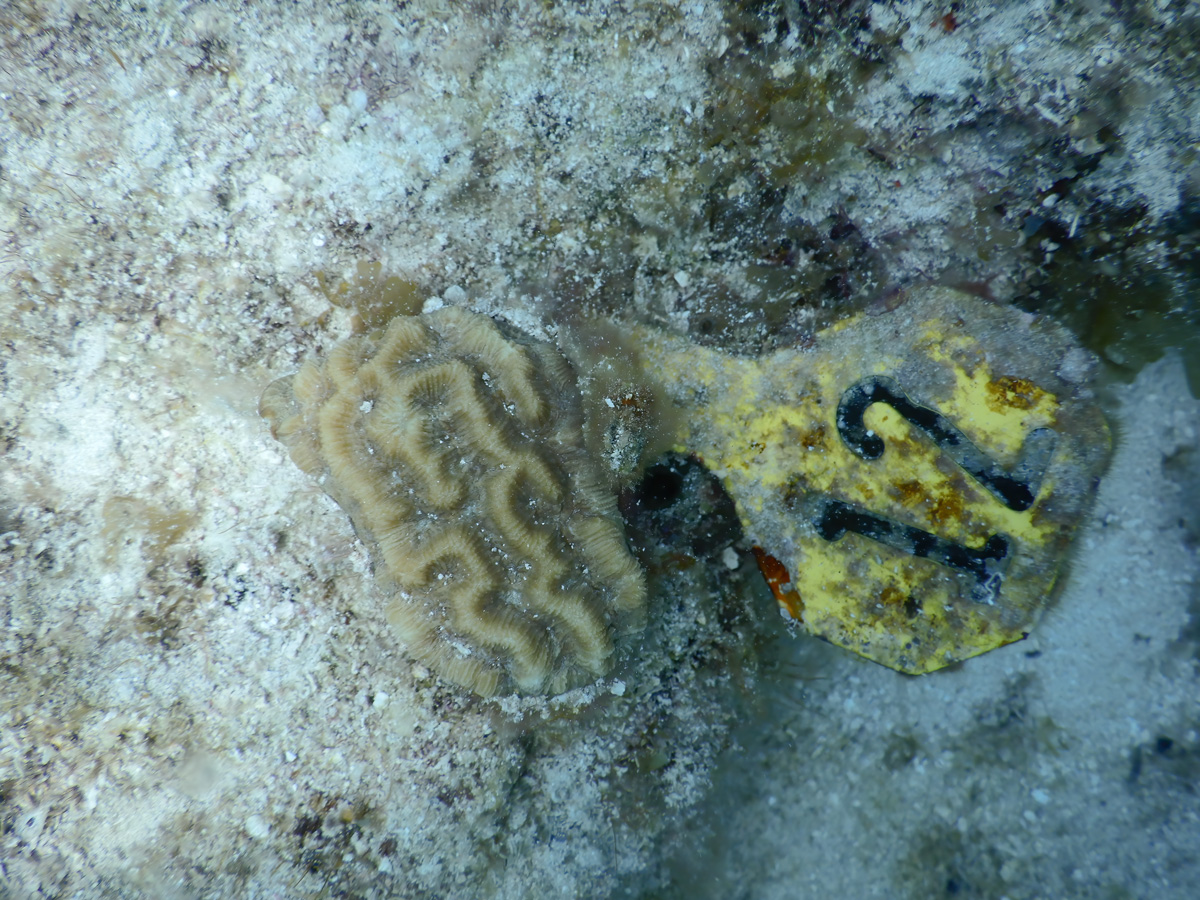 Photo of yellow/white coral fragment with deep grooves and ridges on the algae-encrusted substrate (gray with green splotches) next to yellow tag identifying the coral as 12 in bold black numbers.