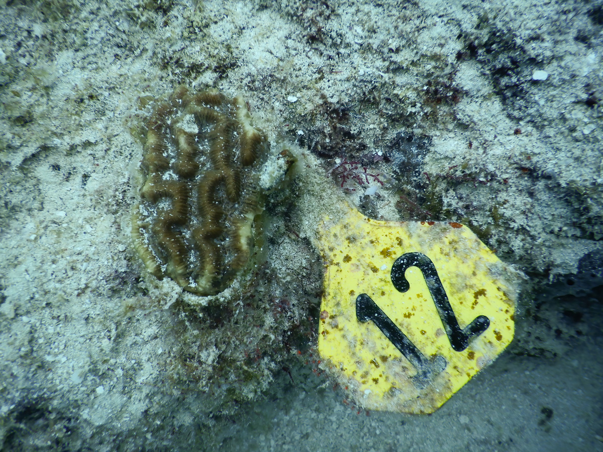 Photo of healthy brown coral fragment with deep grooves and ridges on the algae-encrusted substrate (gray with orange/green splotches) next to yellow tag identifying the coral as 12 in bold black numbers.