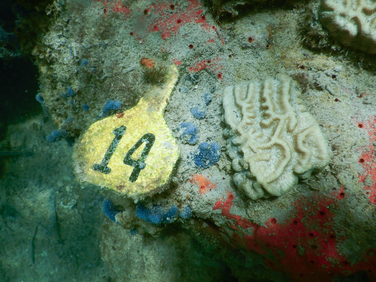 Photo of completely white coral fragment with deep grooves and ridges on the algae-encrusted substrate (grayish with blue/red splotches) next to yellow tag identifying the coral as 14 in bold black numbers.