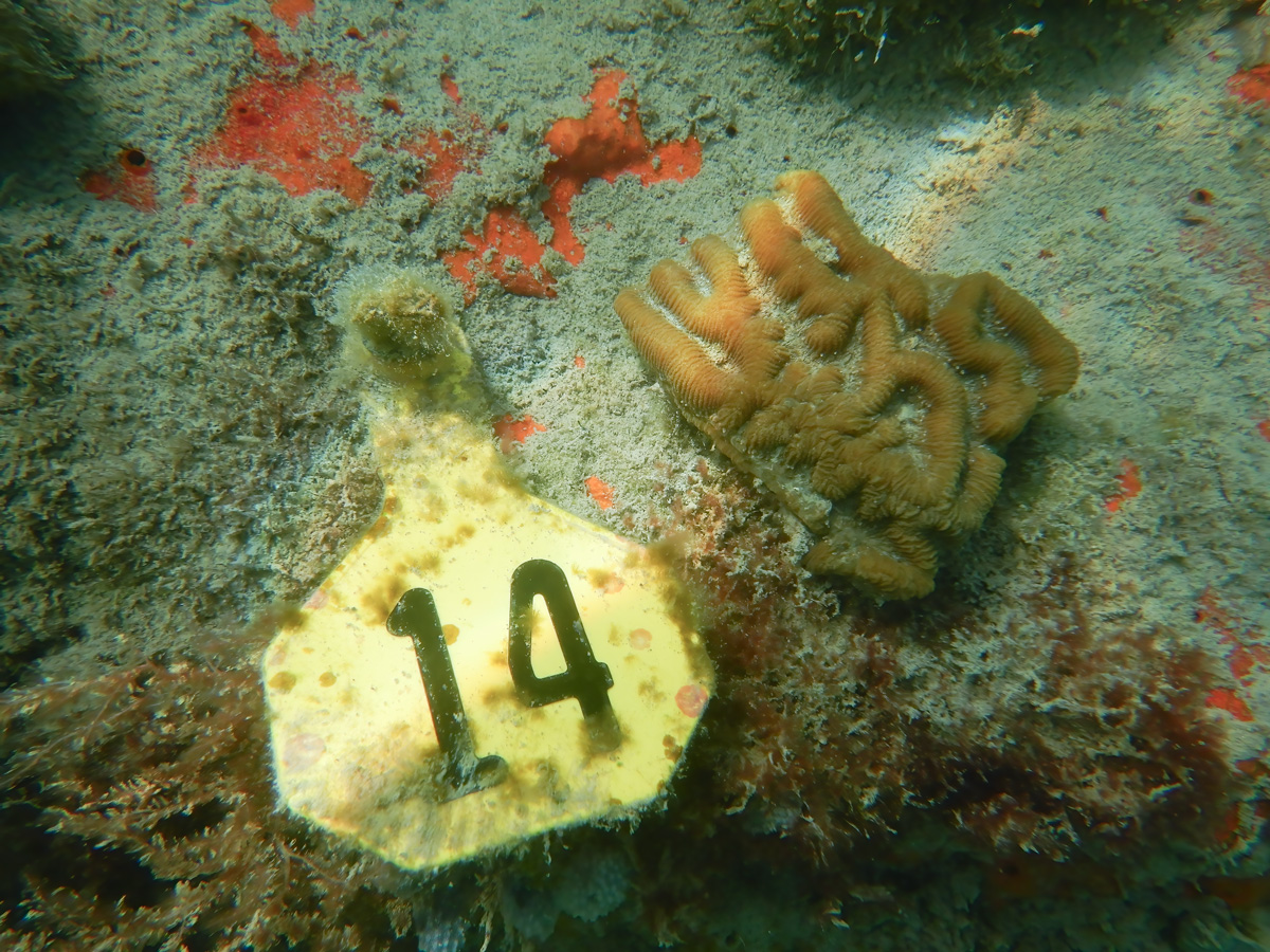 Photo of healthy orange coral fragment with deep grooves and ridges on the algae-encrusted substrate (gray with orange/green splotches ) next to yellow tag identifying the coral as 14 in bold black numbers.
