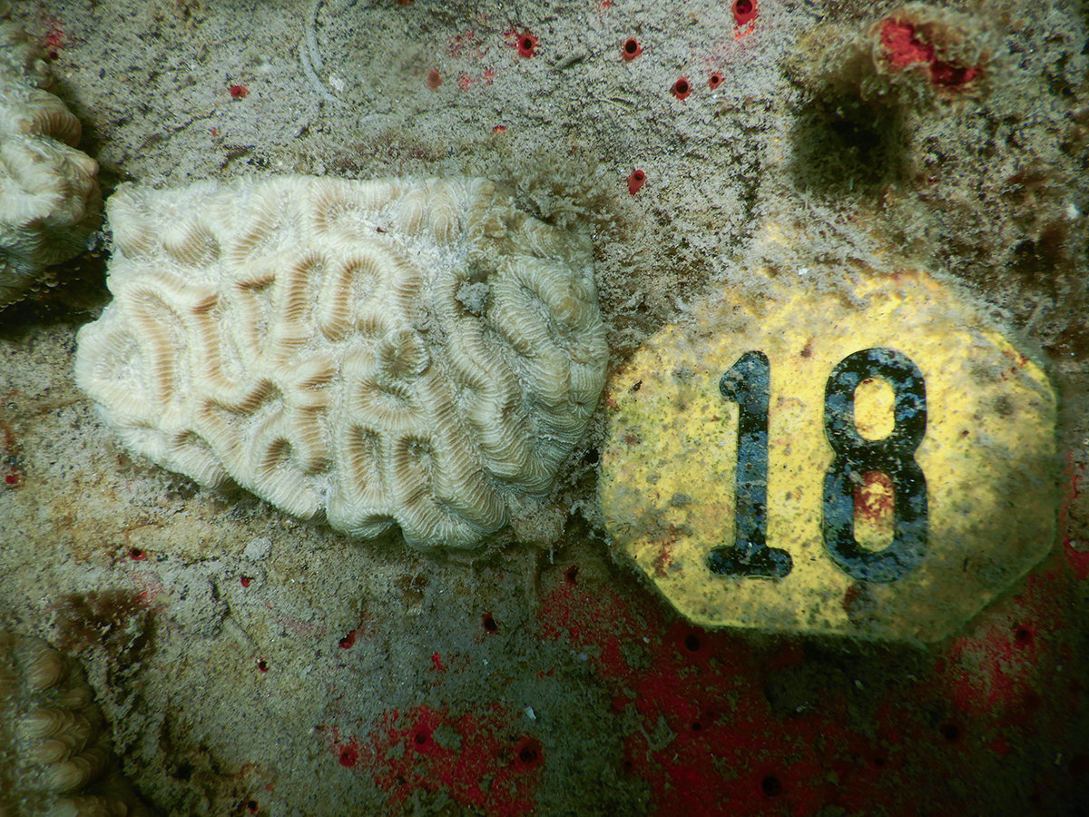 Photo of completely white reef fragment with deep grooves and ridges on the algae-encrusted substrate (white/gray with red splotches) next to yellow tag identifying the reef as 18 in bold black numbers.