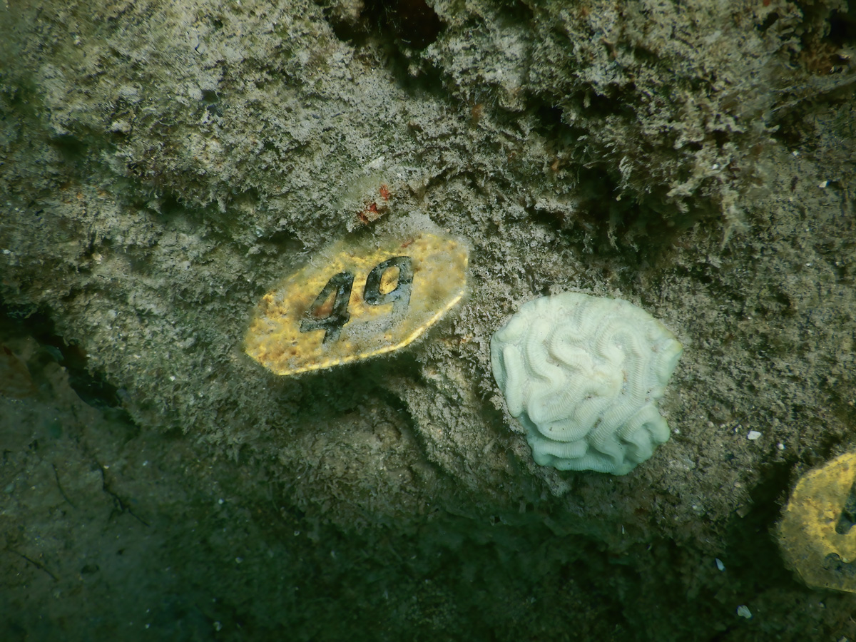 A white reef polyp on a algae-encrusted rock (greenish brown) next to yellow tag identifying the coral as 49 in bold black numbers.