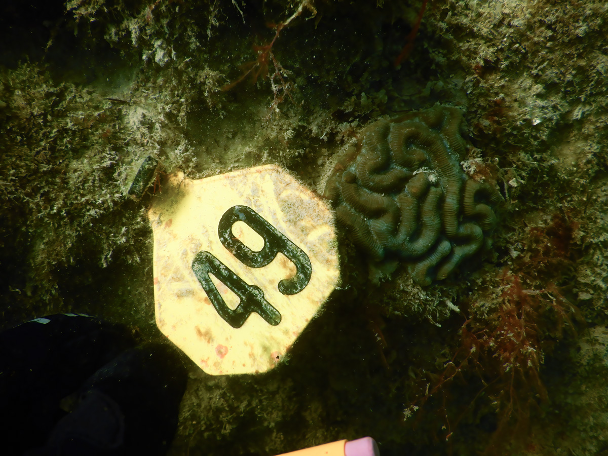 Photo of dark green reef fragment almost blending in with the algae-encrusted rock (greenish brown) next to yellow tag identifying the coral as 49 in bold black numbers.
