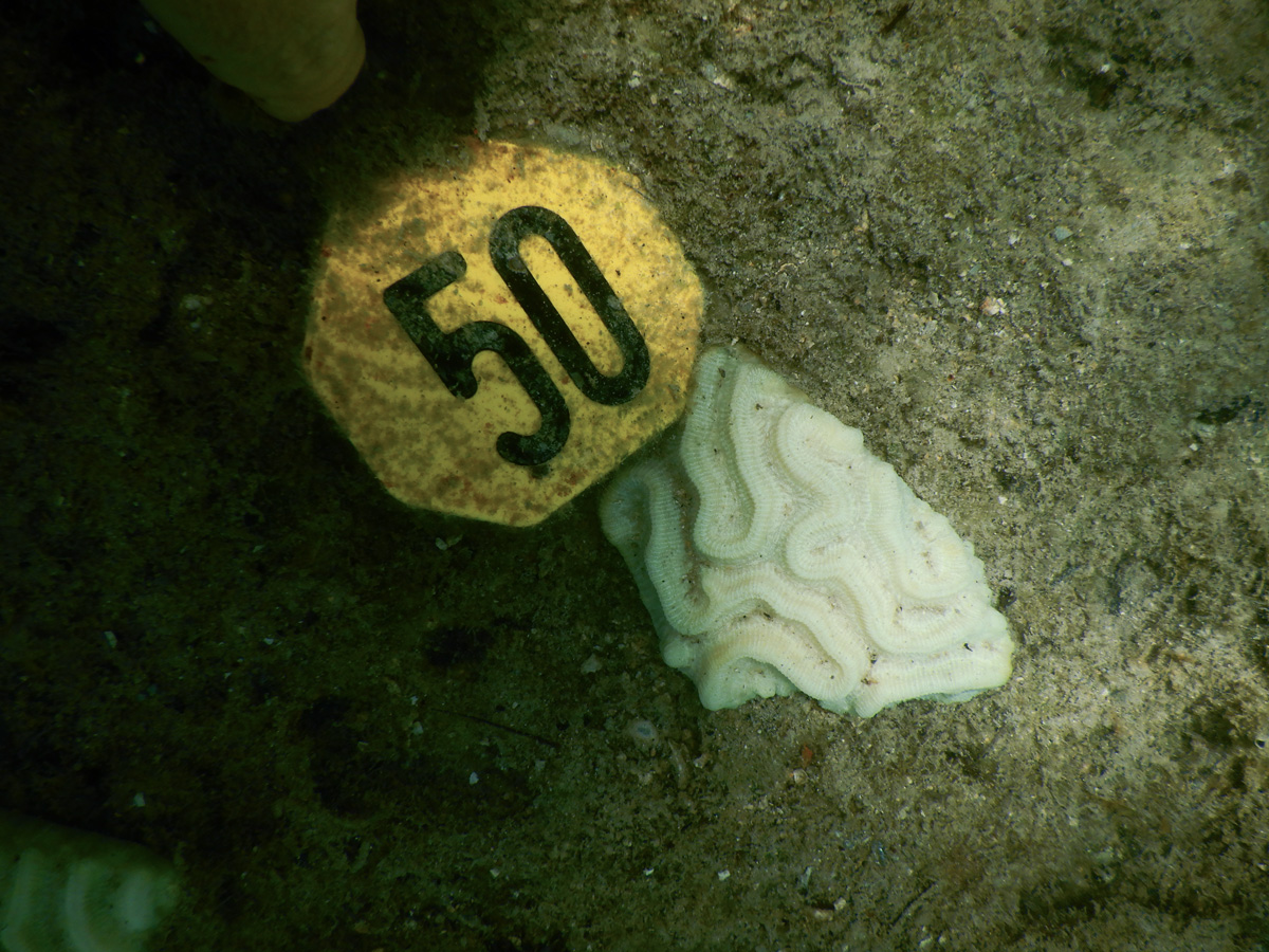 Photo of completely white reef fragment on the algae-encrusted rock (greenish brown) next to yellow tag identifying the coral as 50 in bold black numbers.