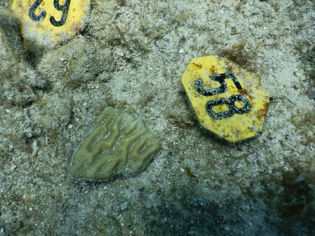 Photo of yellowish- white coral fragment with deep grooves and ridges on the algae-encrusted substrate (gray with orange/green splotches ) next to yellow tag identifying the coral as 58 in bold black numbers.