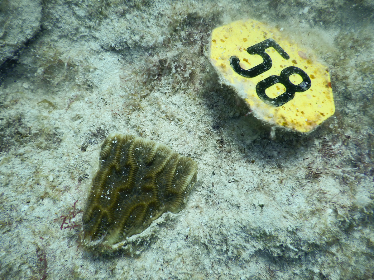 Photo of healthy brownish green coral fragment with deep grooves and ridges on the algae-encrusted substrate (gray with orange/green splotches) next to yellow tag identifying the coral as 58 in bold black numbers.