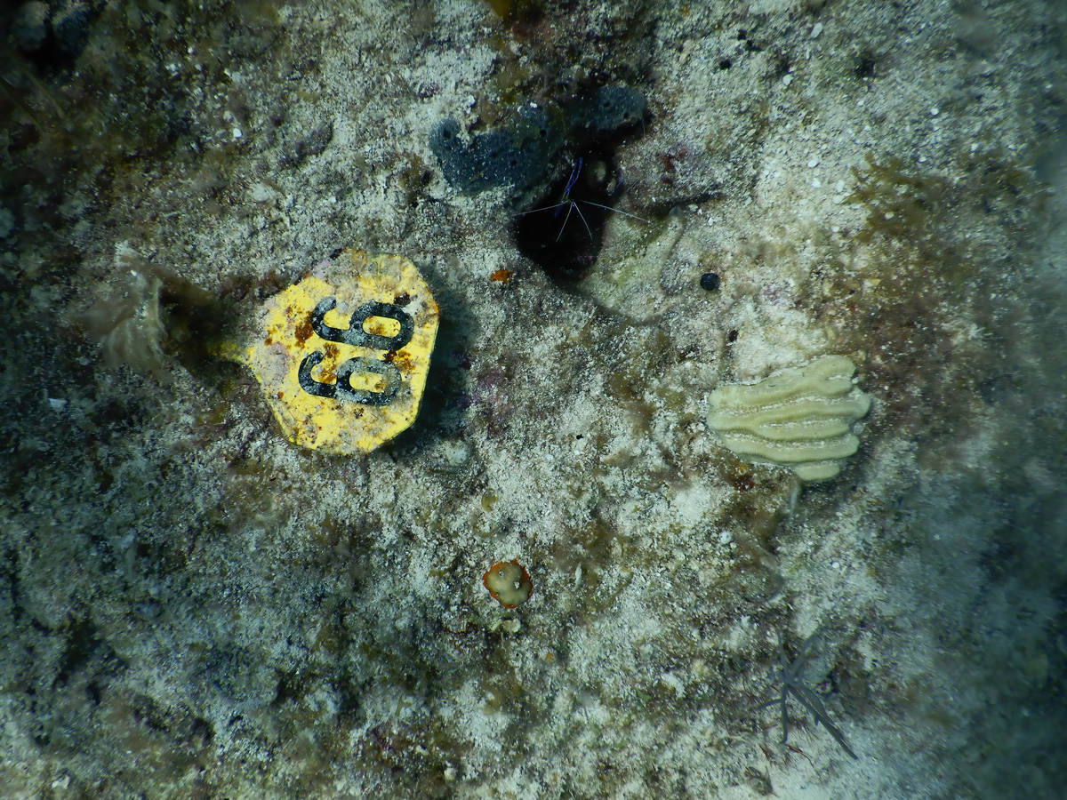 Foto de un fragmento de coral blanco/amarillo con profundos surcos y crestas en el sustrato incrustado de algas (gris con manchas marrones/verdes ) junto a una etiqueta amarilla que identifica el coral como 66 en números negros y en negrita.