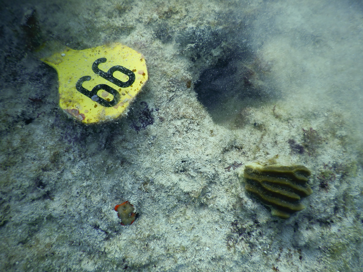 Photo of healthy brownish - green coral fragment with deep grooves and ridges on the algae-encrusted substrate (gray with orange/green splotches) next to yellow tag identifying the coral as 66 in bold black numbers.