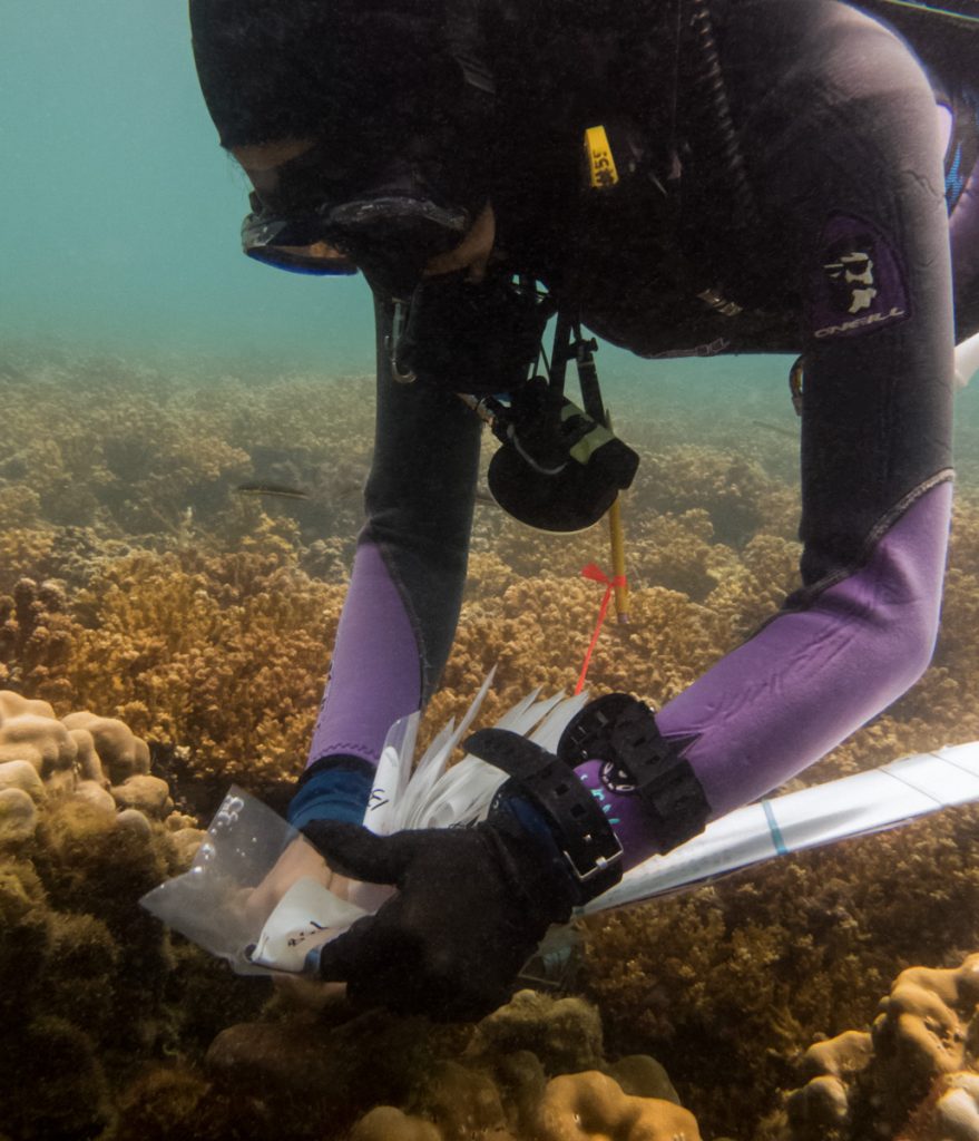 Imagen en color de Ana Palacio-Castro recogiendo muestras de coral para estudiar sus comunidades de algas asociadas.