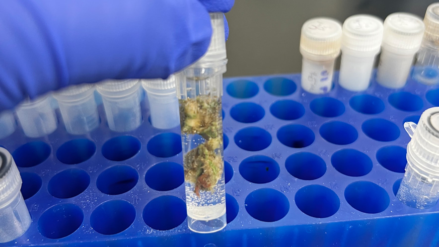 A hand in a blue glove holds a transparent test tub with coral tissue sample (mixed color, mainly green) in a clear liquid and small bubbles (clear). This is a zoomed in shot of the coral tissue in the test tube with a blue container in the background holding other test tubes. 