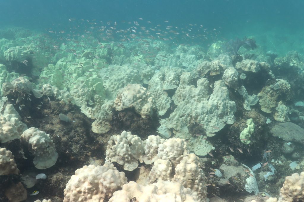 Small fish look like fast moving dots above a completely bleached white coral reef in glassy blue water.