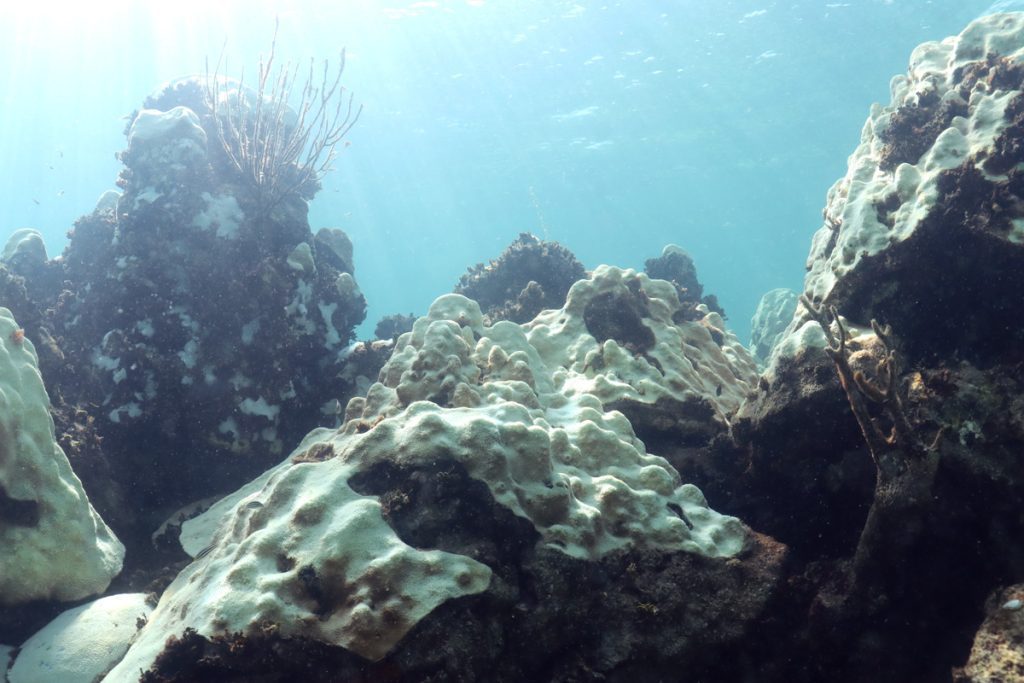 A mound of coral (mainly white) on brown rock with speckjs of light brown coloration where it has yet to be bleached. Behind it, the surface is a glassy blue.
