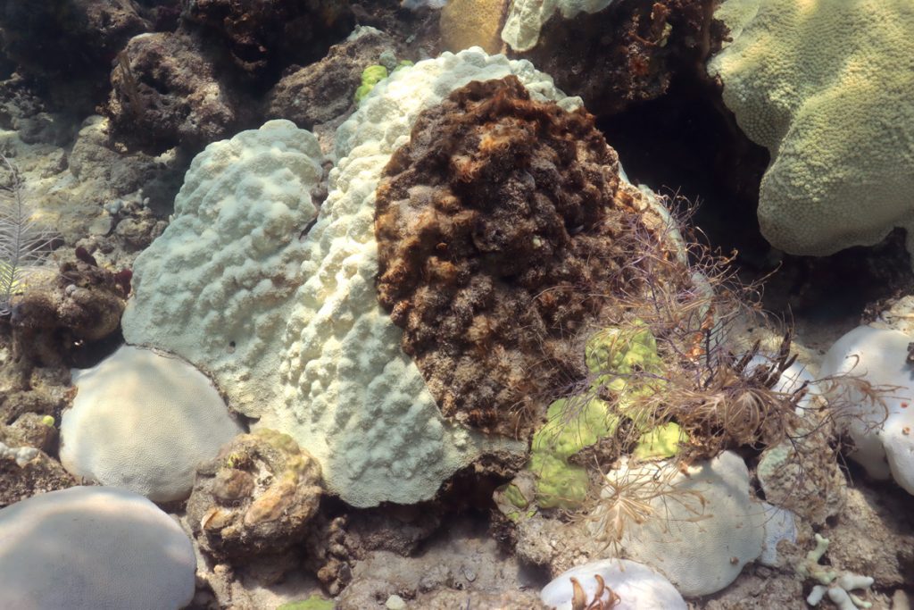 A mound of coral is half white where the coral is bleached and half brown due to the spreading of disease