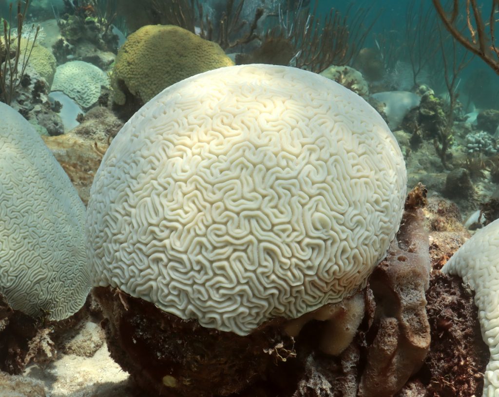 Un trozo de coral cerebro (blanqueado completamente de blanco) llena el primer plano con otros corales blanqueados a su alrededor.