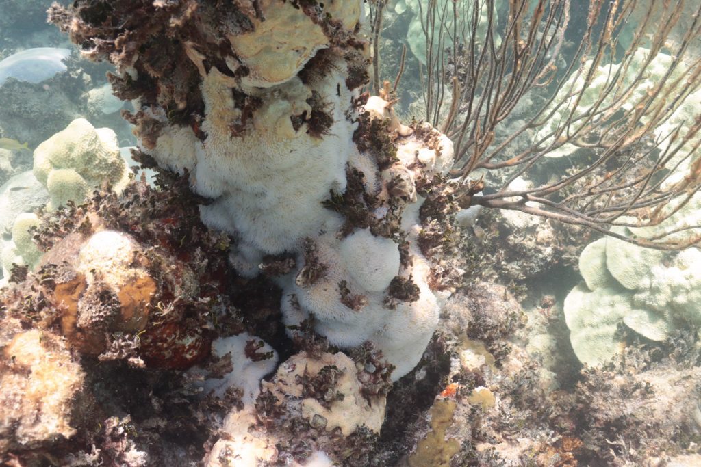 Bleached coral encrusting a pylon with fuzzy looking white polyps extended.