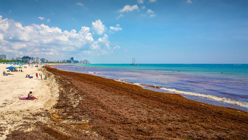 A large amount of Sargassum inundation on a Miami Beach. Photo Credit: UM