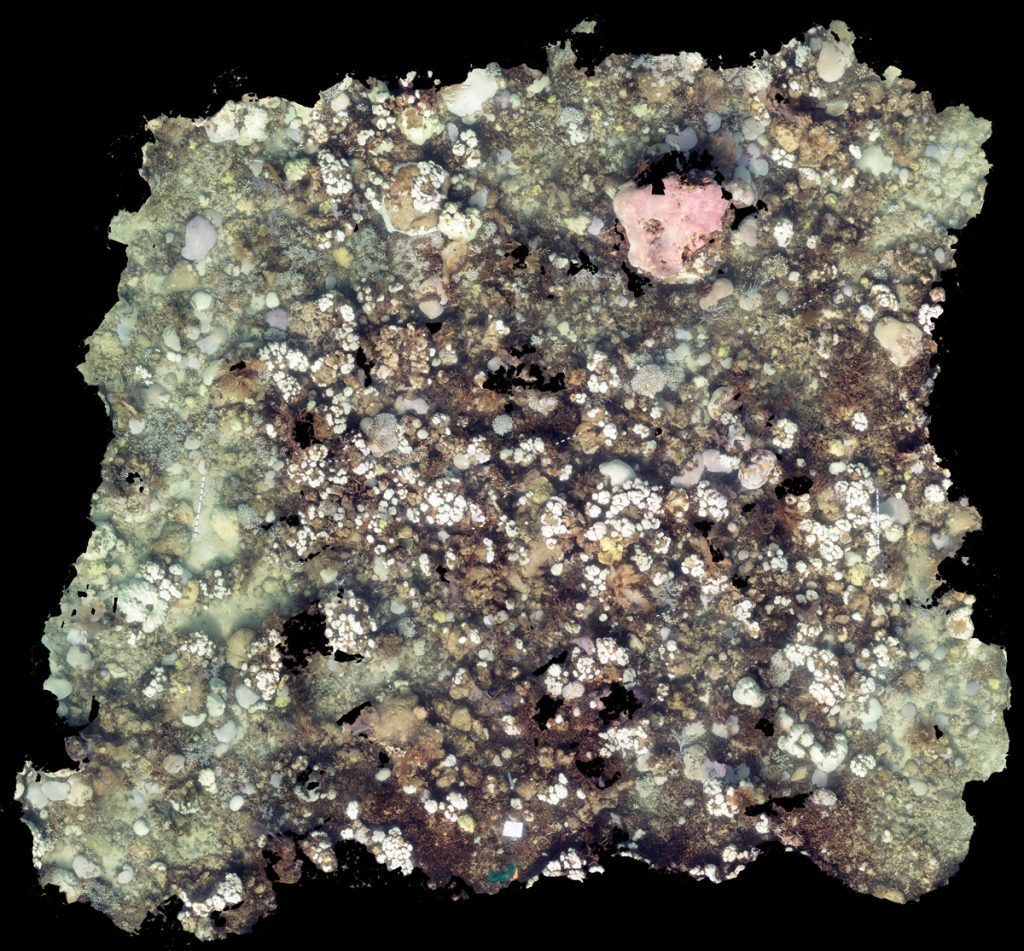 Mapa ortomosaico de arriba abajo de las rocas Cheeca de finales de julio, principios de agosto de 2023. Las cabezas de coral son blancas.