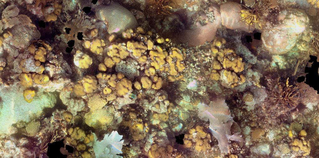 Coral reef with healthy corals