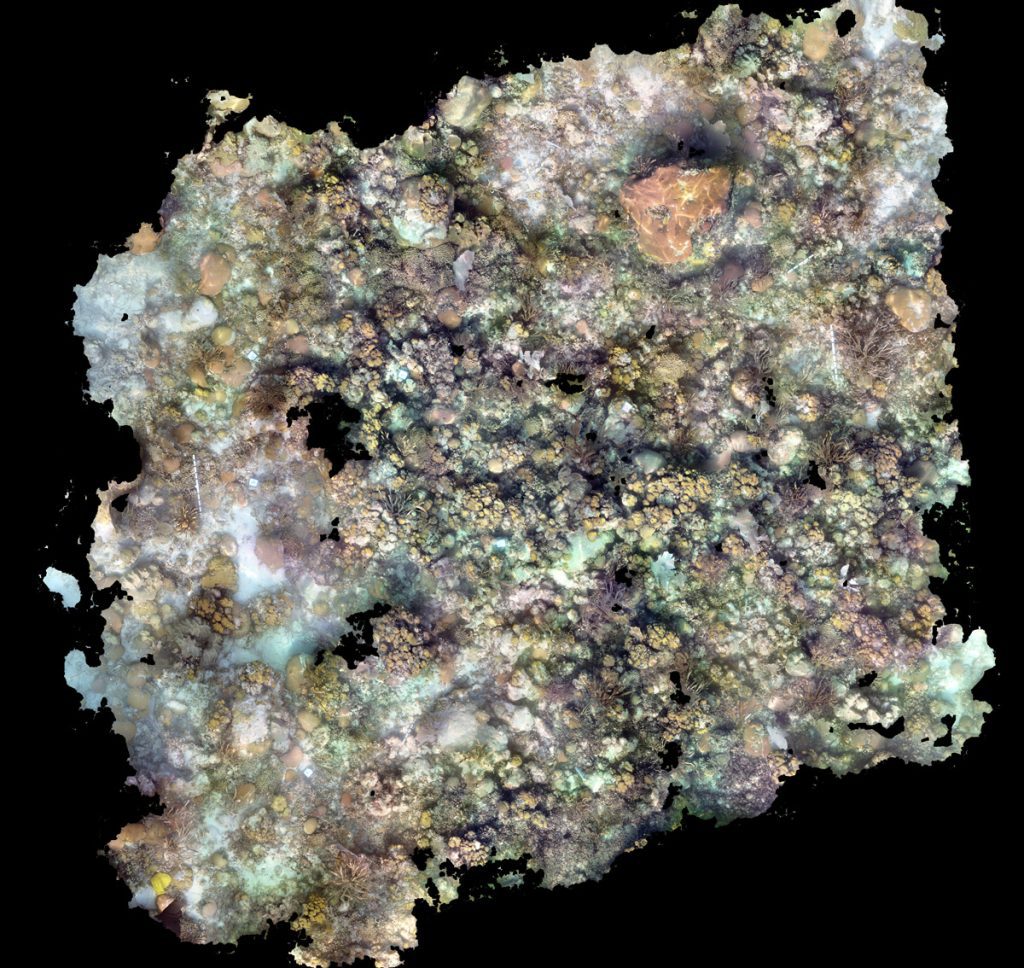Top down orthomosaic map of Cheeca rocks from August of 2022. Coral heads have rich color and there is a diversity of life present.