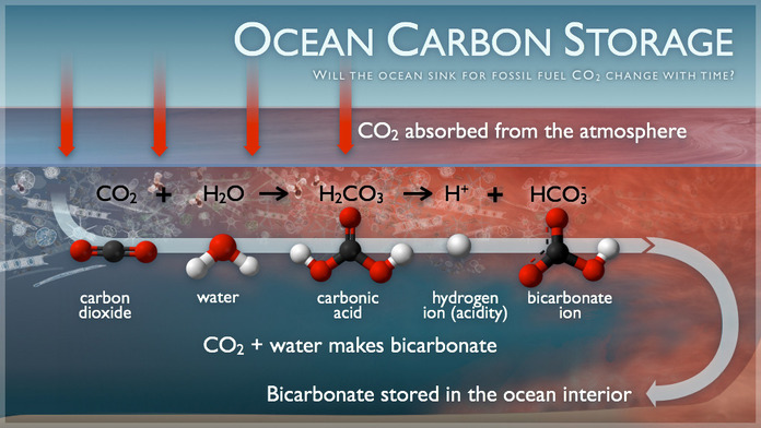 Figure conveying carbon dioixide molecules in the atmosphere with red arrows pointing towards the ocean, showing the ocean takes up the CO2. The following chemical reaction is outlined below the surface of the water along a gray arrow showing the progress of the reaction: CO2+H2O Yields H2CO3 Yields H+ ions + HCO3. They gray arrow ends at the bottom below the equation conveying the text "Bicarbonate stored in the ocean interior" to convey the carbon being accumulated in the ocean interior 