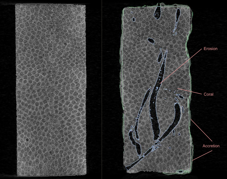 Diagram showing a coral fragment black and white on the left and the same one on the right with long black slivers missing where organisms ate away at the tissue