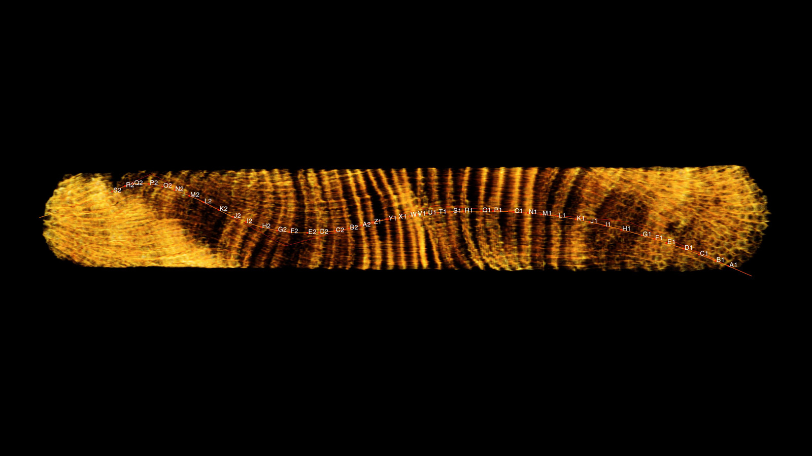 A golden bar displays the coral core horizontally with a black background only the dense bands of the coral are seen as gold seeming like a series of pringles chips laid horizontally