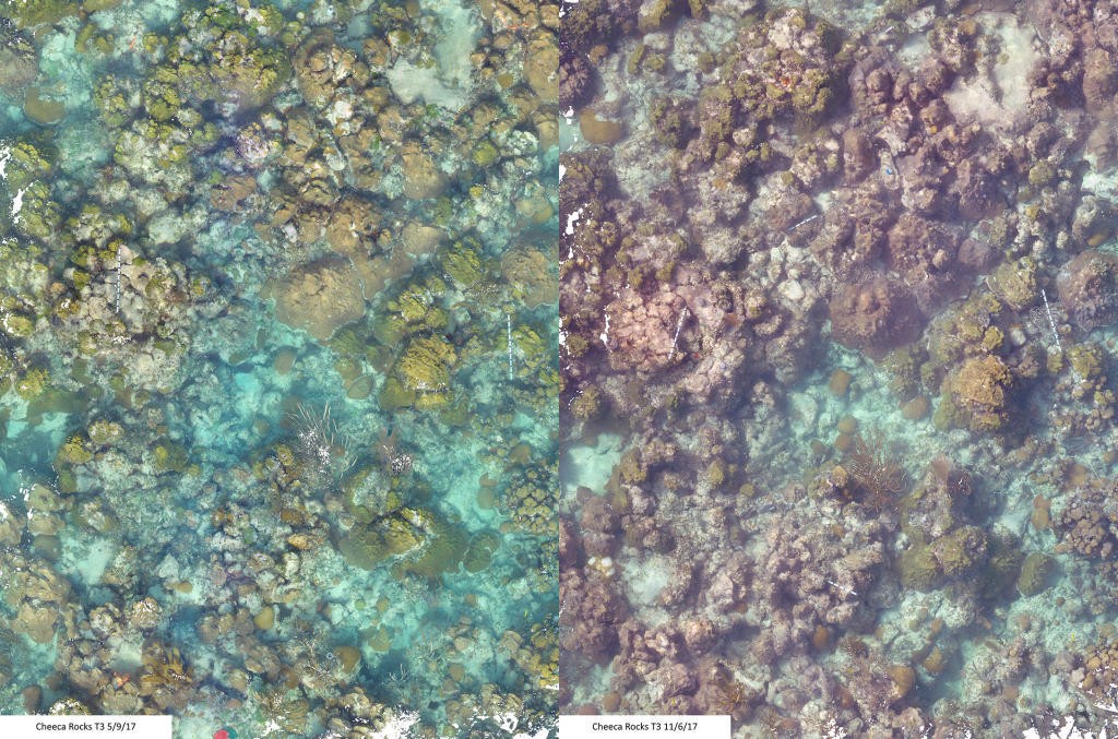 photo_mosaic_cheeca (1) Foto Aérea del arrecife separado por la mitad, la izquierda muestra los hermosos colores verde esmeralda y teel del arrecife densamente embolsado, mientras que la derecha muestra el arrecife blanqueado.