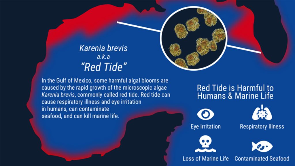 A diagram of the Gulf of Mexico with the land black, the blue ocean and a red outlining across the Gulf coastline with a photo of Karenia brevis at the center. The photo Explains: Karenia Brevis also known as "Red Tide" In the Gulf of Mexico, some harmful algal blooms are caused by the rapid gowth of the microscopitc algae Karenia brevis, commonly called red tde. Red tide can cause respiratory illness and eye irritation in humans, can contamintae seafood, and can kill marine life. The photo also has diagrams next to the caption sayind "Ride is Harmful to Humans and Marine Life" with icons conveying Eye irritation, Respiratory Illness, Loss of Marine Life and Contaminated Seafood