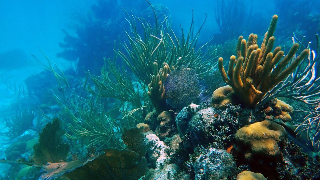 Deep blue reef with green corals and rock sway in the blue ocean