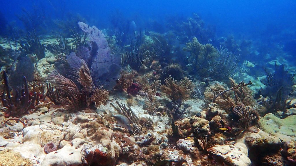 Sea fans and corals in the sand sway with the current of a blue sea, a beautiful benthic reef
