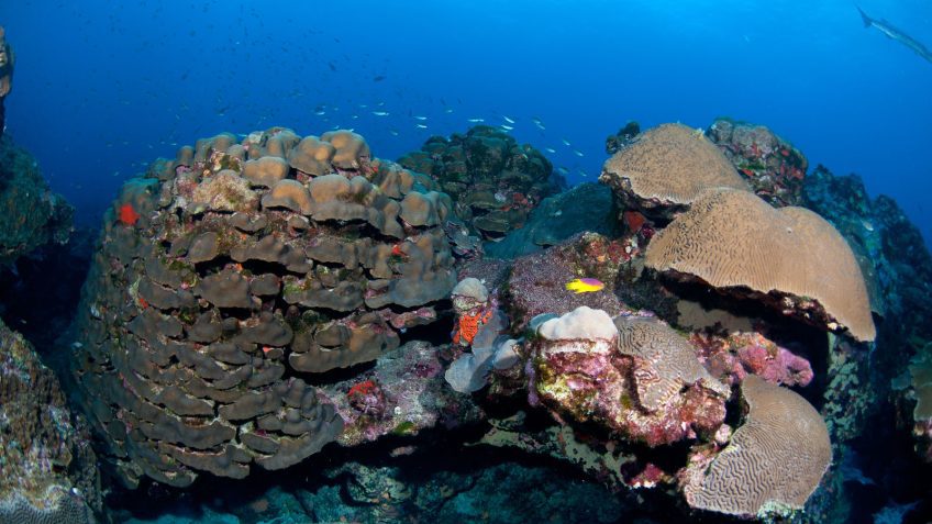 Beautiful green reef creates a big ecosystem within deep blue water with yellow green and blue fish swimming