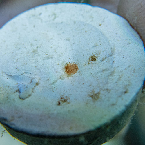 We see a white sandy circular microplate with an orange coral polyp settling and maturing at the Center